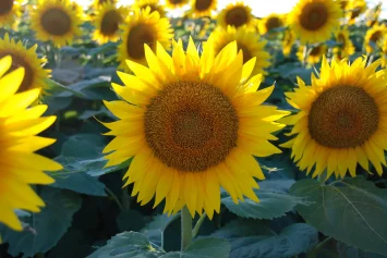Kansas sunflower